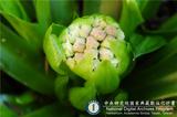 中文種名:台灣胡麻花