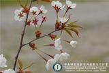 中文種名:阿里山櫻花