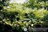 ئW:Schizophragma integrifolium Oliv.