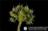 ئW:Hydrocotyle ramiflora Maxim.