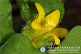 中文種名:叢生花珍珠菜(台灣珍珠菜)