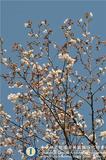 中文種名:阿里山櫻花