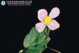 ئW:Begonia formosana (Hayata) Masamune  B. aptera Bl.