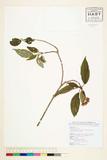 中文種名:Viburnum foetidem Wall. var. integrifolium (Hayata) Kanehira