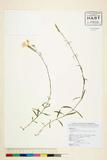 ئW:Dianthus superbus L.