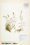 ئW:Dianthus superbus L.