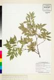 中文種名:太魯閣櫟