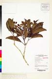 ئW:Auranticarpa papyracea L.W.Cayzer , Crisp & I.R.H.Telford