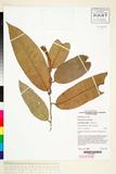 ئW:Noahdendron nicholasii P. K. Endress , B. Hyland & J. G. Tra
