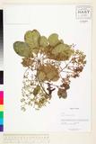 ئW:Schefflera heptaphylla (L.) Frodin