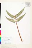 ئW:Dryopteris championii (Benth.) C. Chr. ex Ching