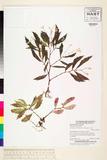 中文種名:Begonia brevi...
