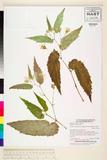 中文種名:Begonia contr...