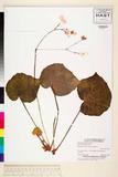 ئW:Begonia copelandii Merr.