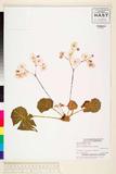 ئW:Begonia manillensis A. DC.