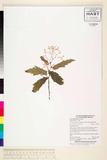 中文種名:Begonia incis...