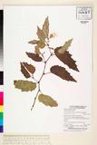 ئW:Begonia contracta Warb.