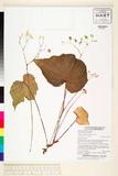 中文種名:Begonia longi...