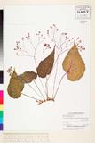 ئW:Begonia biliranensis Merr.