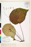 ئW:Begonia longiscapa Warb.