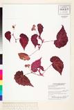 ئW:Begonia bolsteri Merr.