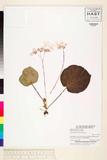 ئW:Begonia suborbiculata Merr.