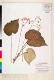 ئW:Begonia mindorensis Merr.