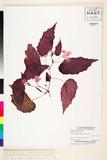 ئW:Begonia panayensis Merr.