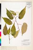 ئW:Begonia obtusifolia Merr.