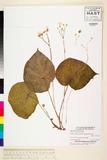 ئW:Begonia acuminatissima Merr.