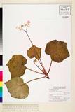 ئW:Begonia copelandii Merr.
