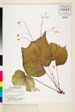 ئW:Begonia gitingensis Elmer