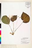 中文種名:Begonia manillensis A. DC.
