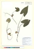 ئW:Asarum tawushanianum Lu & Wang