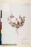 ئW:Oldenlandia biflora L.