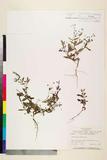 ئW:Oldenlandia biflora L.
