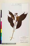 ئW:Ophiorrhiza cantonensis Hance