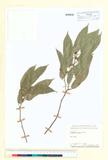 ئW:Alangium faberi Oliv.