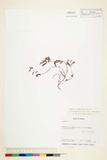 中文種名:鵝鑾鼻決明