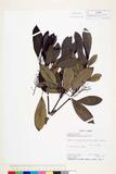 中文種名:Daphniphyllum...