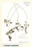 中文種名:Ainsliaea latifolia (D. Don) Sch. Bip.