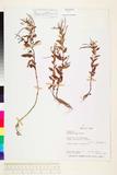 ئW:Epilobium brevifolium D. Don