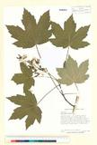 ئW:Acer pseudoplatanus L.