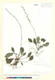 ئW:Ainsliaea latifolia (D. Don) Sch. Bip.