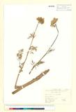 ئW:Daucus carota L. var. sativus Hoffm.