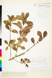中文種名:Cudrania cochinchinensis (Lour.) Kudo & Masam. var. gerontog