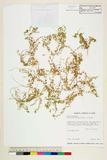 ئW:Callitriche palustris L. var. palustris