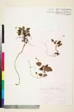 ئW:Viola thrichopoda Hayata