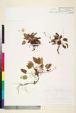 ئW:Viola thrichopoda Hayata