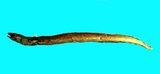 中文種名:擬錐體康吉鰻